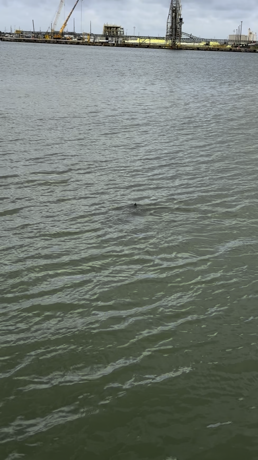 A dolphin surfacing beside the vessel